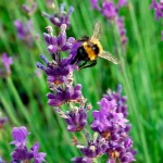 Lavendel Siesta Blüte mit Hummel
