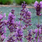 Lavendel 'Siesta' Pflanze – Bild 3