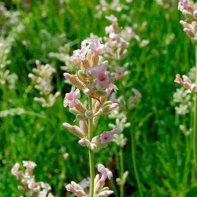 Lavendel Rosea Blüte