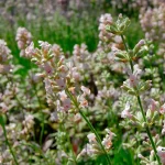 Lavendel 'Rosea' Pflanze – Bild 2