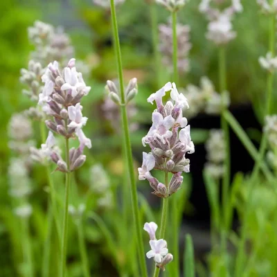 Lavendel Miss Katherine Blüte