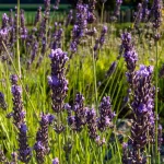 Provence-Lavendel 'Pierre Grosso' Pflanze – Bild 2