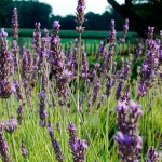 Lavendel Pierre Grosso Blüten