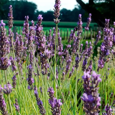 Lavendel Pierre Grosso Blüten