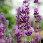 Lavendel 'Imperial Gem' Pflanze – Bild 3