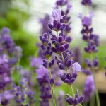 Lavendel Imperial Gem Blüten
