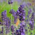 Lavendel 'Imperial Gem' Pflanze – Bild 2