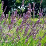 Provence-Lavendel 'Bleu des Collines' Pflanze – Bild 2
