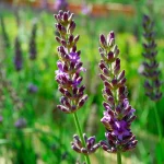 Lavendel Bleu des Collines Blüten