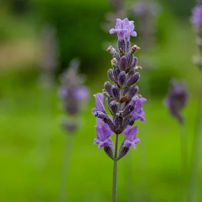 Lavendel Abrialis Blüten