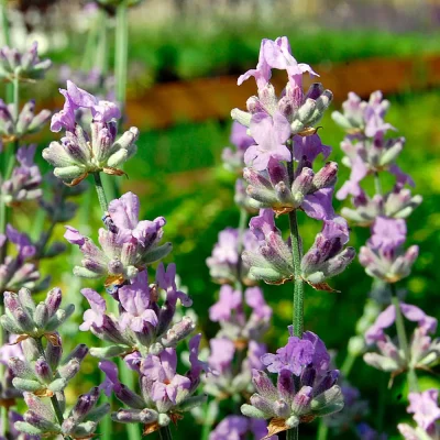 Lavendel Julian Blüten