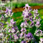 Lavendel Little Lady Blüten