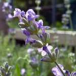Lavendel 'Little Lady' Pflanze – Bild 2