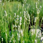 Weißer Zwerglavendel Blüten