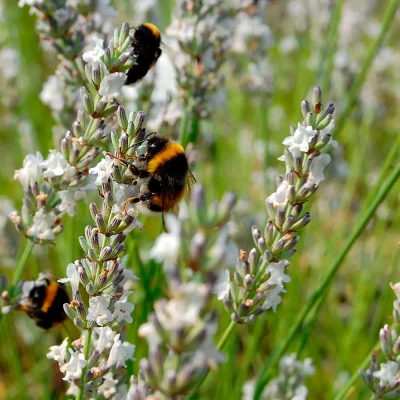 Provence-Lavendel Edelweiß mit Hummel Besuch