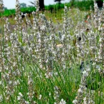 Provence-Lavendel 'Edelweiß' Pflanze – Bild 2