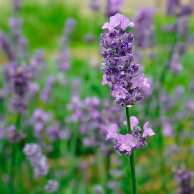 Lavendel Melissa Lilac Blüten