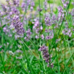 Lavendel 'Melissa Lilac' Pflanze – Bild 2