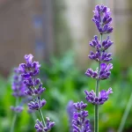 Lavendel 'Arabian Nights' Pflanze – Bild 3