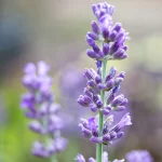 Lavendel 'Arabian Nights' Pflanze – Bild 2