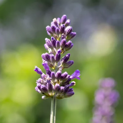 Lavendel Arabian Nights Blüten
