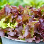 Pflücksalat Amerikanischer Brauner