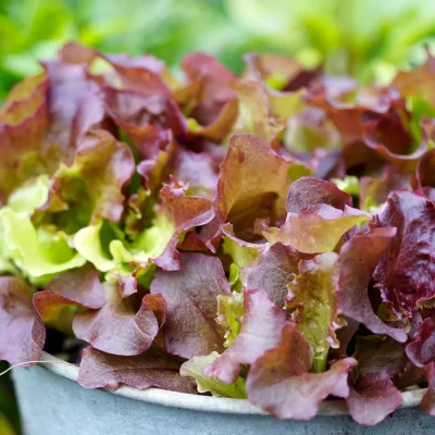 Pflücksalat Amerikanischer Brauner