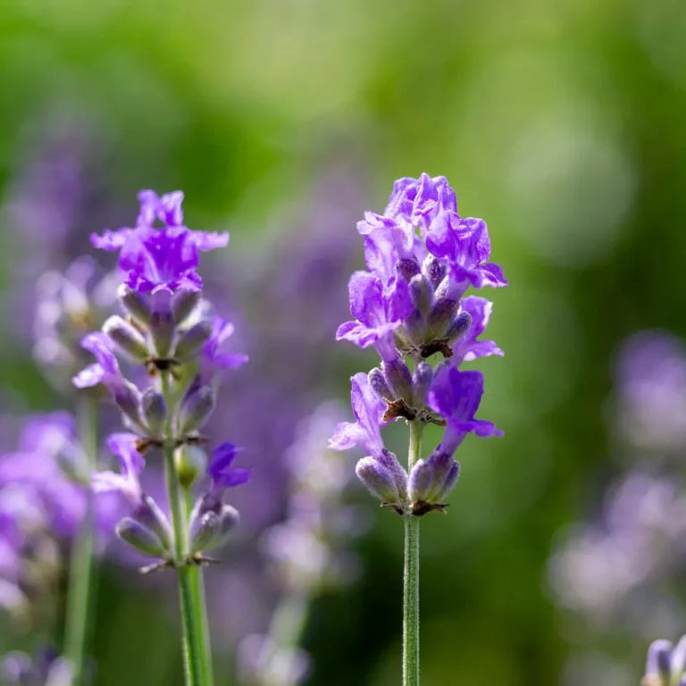 Lavendelblüte