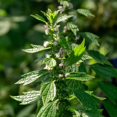 Herzgespann Blüten