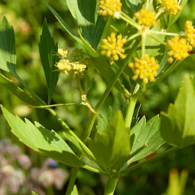 Liebstöckel Blüte