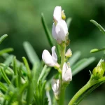 Süßlupine Samen – Bild 3