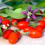 Goji Samen