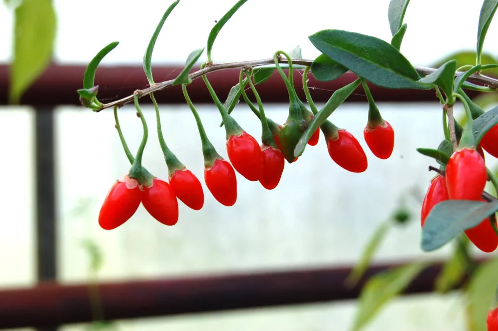 Goji Samen – Bild 2