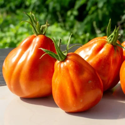 Ochsenherztomate