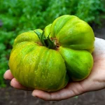 Fleischtomate 'Green Velvet' Samen – Bild 2
