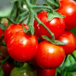 Kirschtomate 'Mühls Mini Samen – Bild 2
