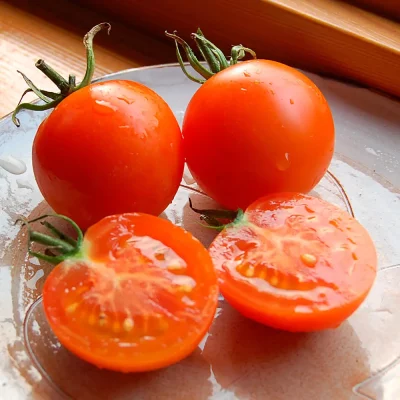 Tomate Auriga