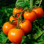 Tomate 'Auriga' Samen – Bild 2
