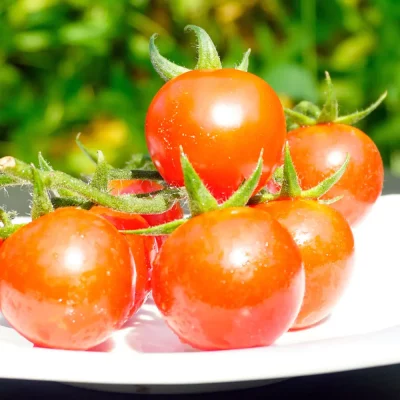 Tomate Resi