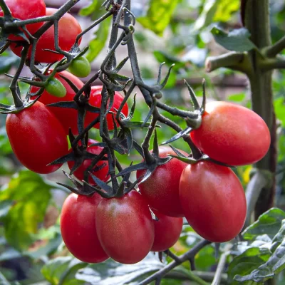 Tomate Rosalita
