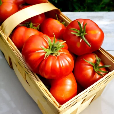 Tomate Zürcher Original
