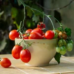 Kirschtomate 'Minipflaume' Samen