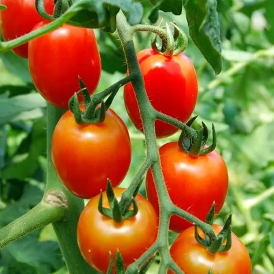 Tomate Minipflaume