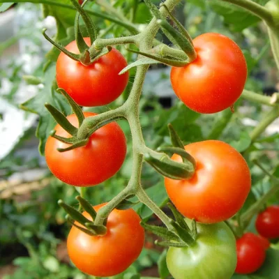 Tomate La Palma