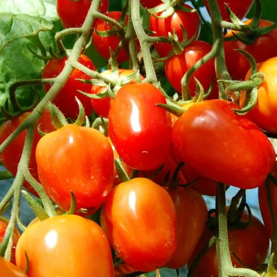 Sibirische Herztomate