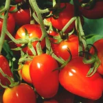Sibirische Herztomate Samen – Bild 2