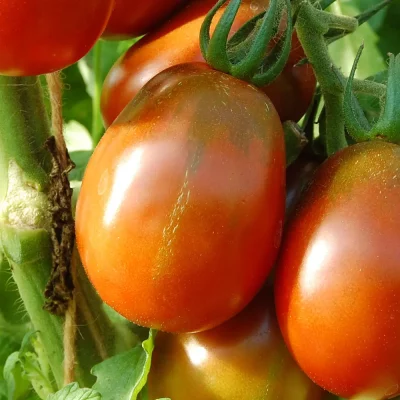 Römische Tomate