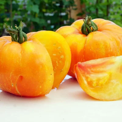 Tomate Big Rainbow