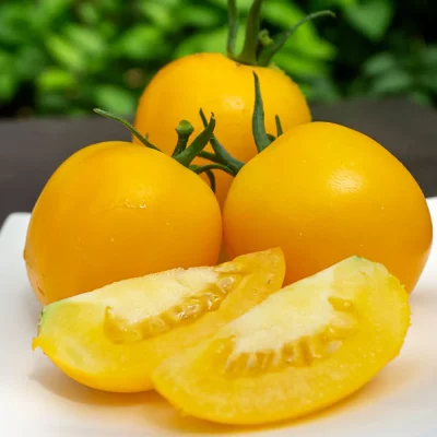 Tomate LÄmpchen