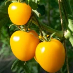 Tomate 'Lämpchen' Samen – Bild 2